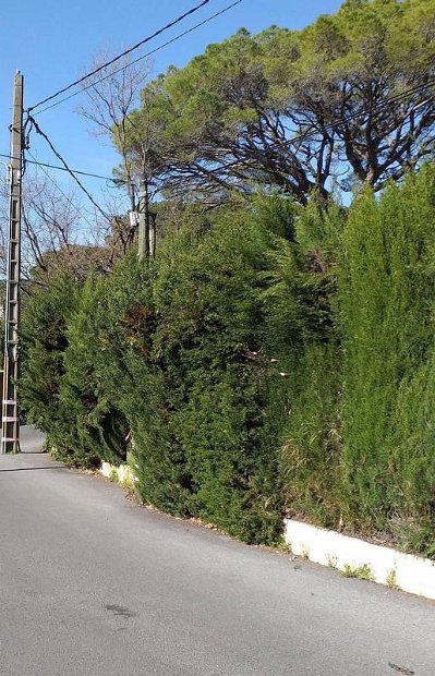 Haie qui deborde sur la voie