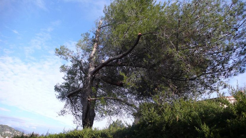 Colotis  qui c'est permis de tailler un arbre sur une parcelle voisine et sans l'autorisation de son propriétaire