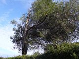 Colotis  qui c'est permis de tailler un arbre sur une parcelle voisine et sans l'autorisation de son propriétaire.JPG